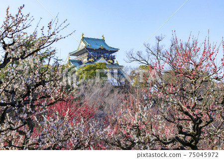 Osaka Castle 75045972