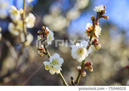 Osaka Castle 75046028