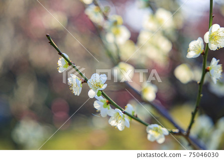 Osaka Castle Osaka Castle 75046030