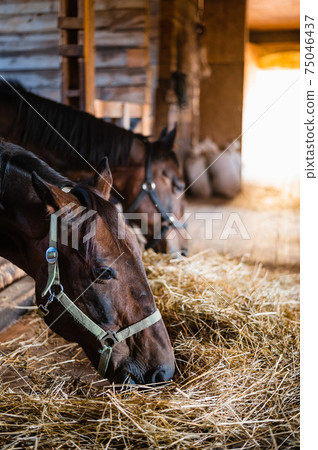 A close-up portrait of stallions munching hay in a bright and cozy stable 75046437