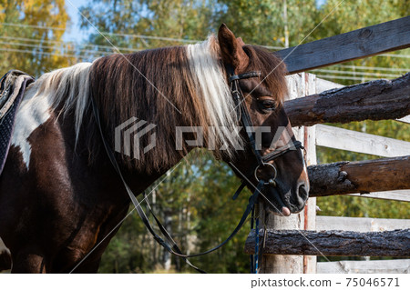 On a sunny autumn day, a young horse stands next to the fence On a sunny autumn day, a young horse stands next to the fence 75046571