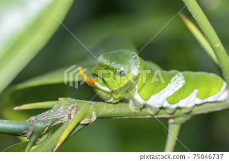 長崎甲蟲的幼蟲 長崎甲蟲的幼蟲 75046737