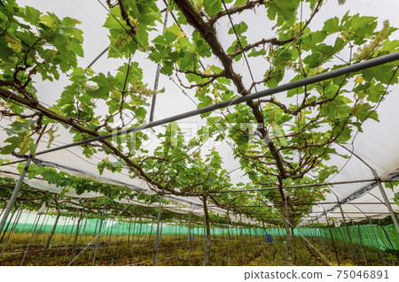 Rows of young organic plants growing in white insect protection marquee tent in smart vegetable farm. Concept of and farm glasshouse agriculture. Rows of young organic plants growing in white insect protection marquee tent in smart vegetable farm. Concept of and farm glasshouse agriculture. 75046891