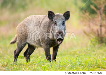 Wild boar standing with open mouth on grass in summer 75047683