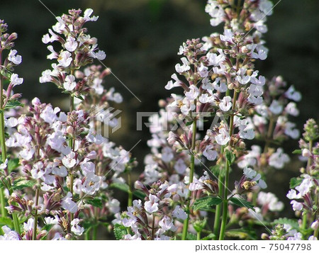 Cat mint pink 75047798
