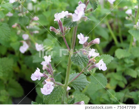 Cat mint pink 75047799
