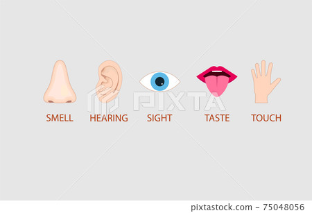 Human senses icon. Vector illustration, flat design. Human senses icon. Vector illustration, flat design. 75048056