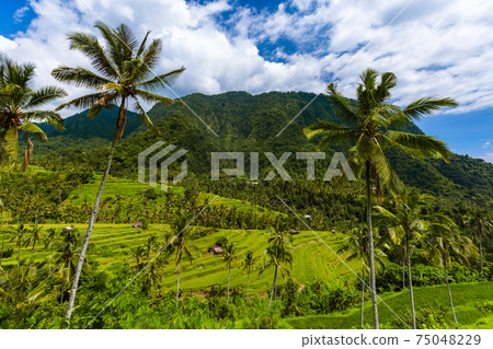 Rice fields - Bali island Indonesia 75048229