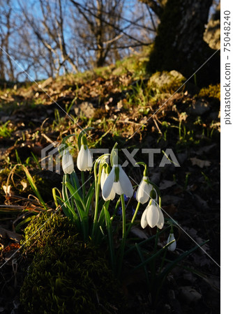 First spring flowers, snowdrops in forest 75048240