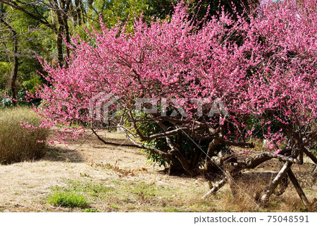 Bright red plums that bloom in winter 75048591