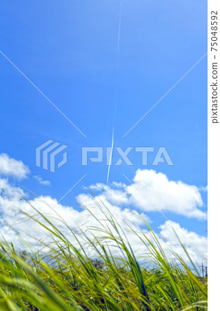 Okinawa sugar cane field, blue sky and contrails 75048592
