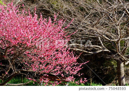 Bright red plums that bloom in winter Bright red plums that bloom in winter 75048593