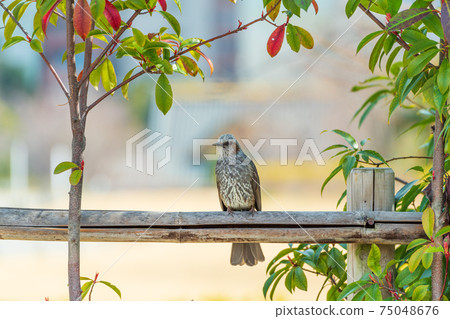 Spring bulbul 75048676