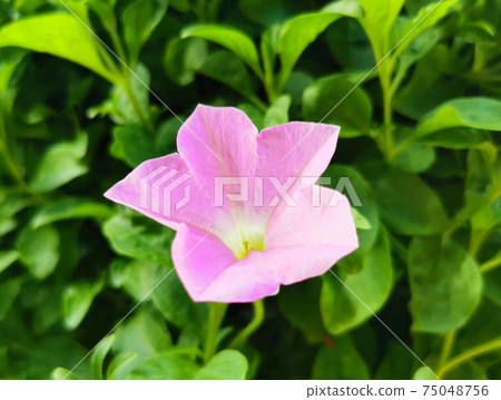 Pink flowers Pink flowers 75048756