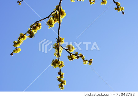 Yellow flowers of Lindera obtusiloba that shine in early spring Yellow flowers of Lindera obtusiloba that shine in early spring 75048788