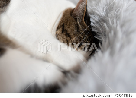 可愛的睡著的臉野雞貓 75048913