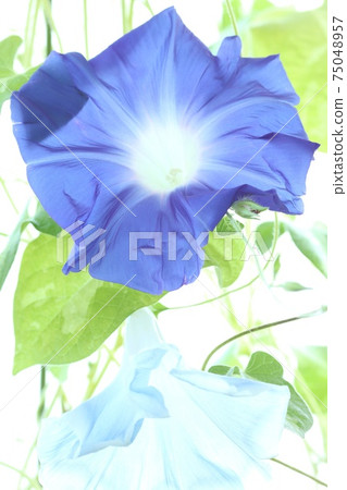 Blue and light blue morning glory summer flowers bright green background 75048957