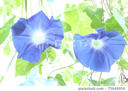 Blue and light blue morning glory summer flowers bright green background 75048959