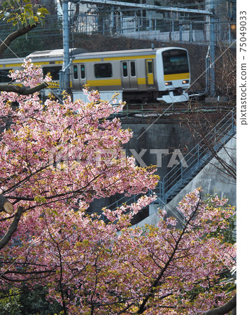 沿著神田河和總武線的櫻花盛開 沿著神田河和總武線的櫻花盛開 75049033