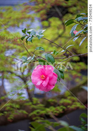 靈隱寺椿寺 75049034
