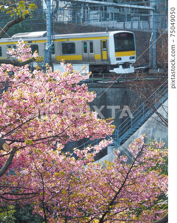 沿著神田河和總武線的櫻花盛開 75049050