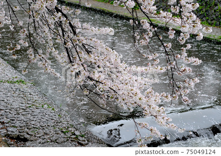 落櫻花瓣築川花雨 落櫻花瓣築川花雨 75049124