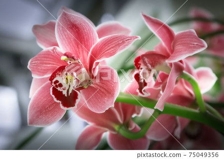 Orchid pink flower close-up, holiday card 75049356