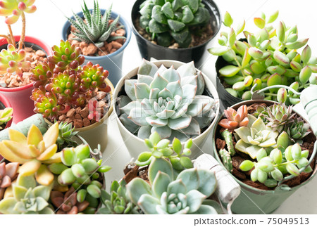 各種多肉植物 各種多肉植物 75049513