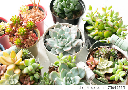 Various kinds of succulents 75049515