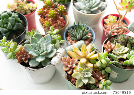 Various kinds of succulents 75049519