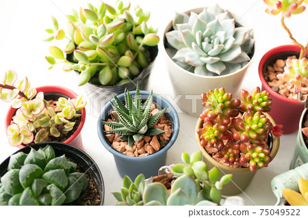 Various kinds of succulents 75049522