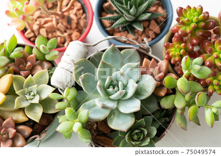 Various kinds of succulents 75049574