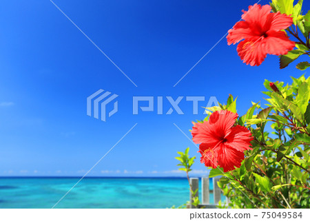 Okinawa's blue sea, blue sky and bright red hibiscus Okinawa's blue sea, blue sky and bright red hibiscus 75049584