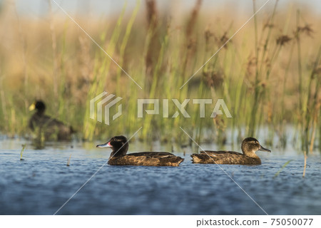 Black headed Duck, Patagonia, Argentina 75050077