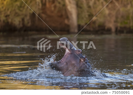 Hippopotamus Sleeping, Kruger National Park Hippopotamus Sleeping, Kruger National Park 75050091