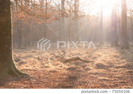 Lonely forest clearing tree trunk autumn twilight Lonely forest clearing tree trunk autumn twilight 75050106