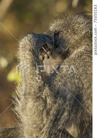 Baboon , Africa 75050163