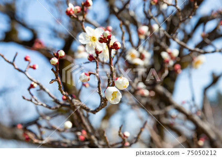白梅樹與許多花和芽在藍藍的天空 白梅樹與許多花和芽在藍藍的天空 75050212