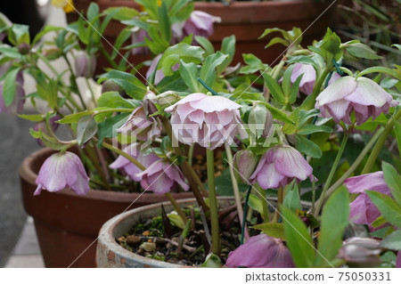 Christmas rose Christmas rose 75050331