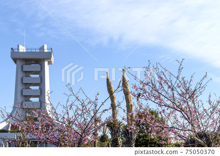 Hasunuma Kaihin Park Observatory and Sakura 75050370