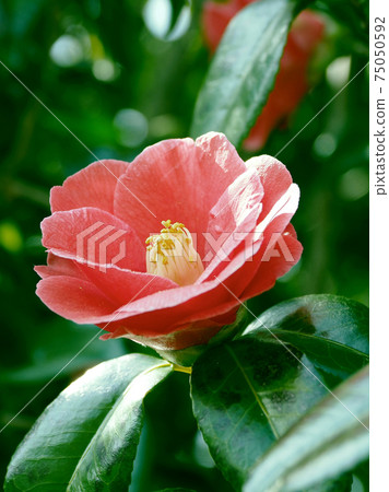 Camellia Camellia 75050592