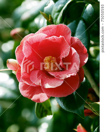 Camellia Camellia 75050593