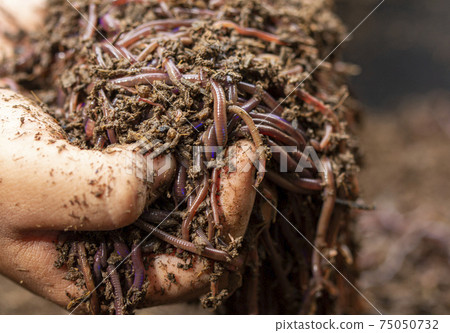 Child hands holding Fertile soil Child hands holding Fertile soil 75050732