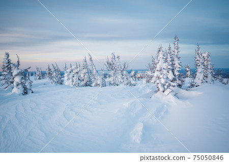 Scenic image of spruces tree. Frosty day, calm wintry scene. Location Carpathian, Ukraine Europe. Ski resort. Great picture of wild area. Explore the beauty of earth. Tourism concept. Scenic image of spruces tree. Frosty day, calm wintry scene. Location Carpathian, Ukraine Europe. Ski resort. Great picture of wild area. Explore the beauty of earth. Tourism concept. 75050846