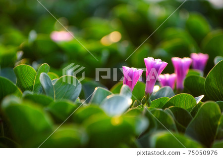 Ipomoea pes-caprae 75050976