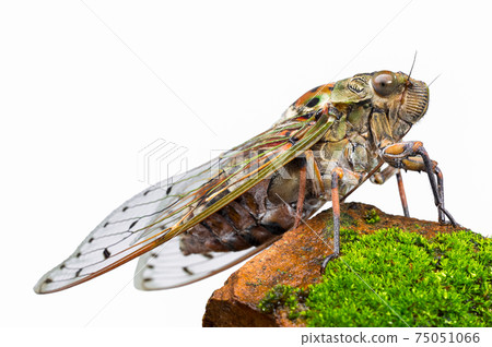 Large cicada on white background. Large cicada on white background. 75051066
