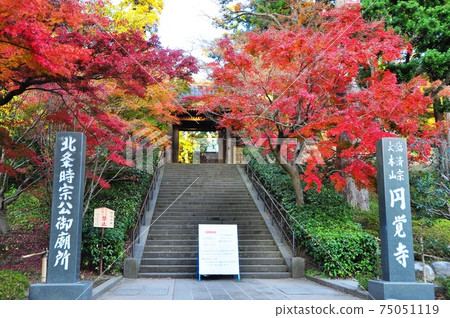 A bright red maple on the approach to the stairs in front of the main gate of Engakuji Temple in Kamakura City 75051119