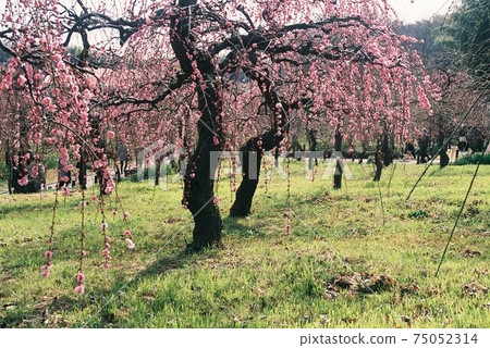 Weeping plums in full bloom in good sunlight Weeping plums in full bloom in good sunlight 75052314