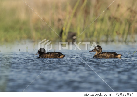 Black headed Duck, Patagonia, Argentina 75053084