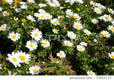 Daisies Daisies 75053177
